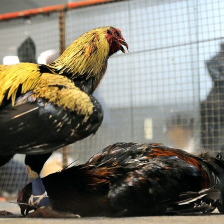 Filipijnen: 17 gearresteerd voor illegaal wedden op hanengevechten