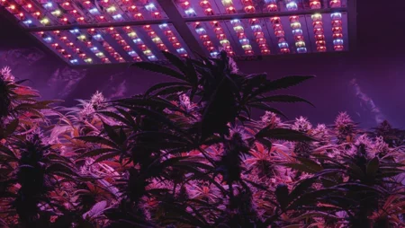 Cannabis: De gemiste kans in de professionele sport!