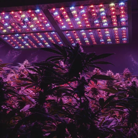 Cannabis: De gemiste kans in de professionele sport!