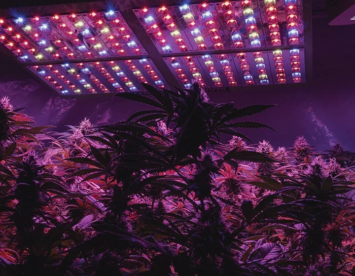 Cannabis: De gemiste kans in de professionele sport!